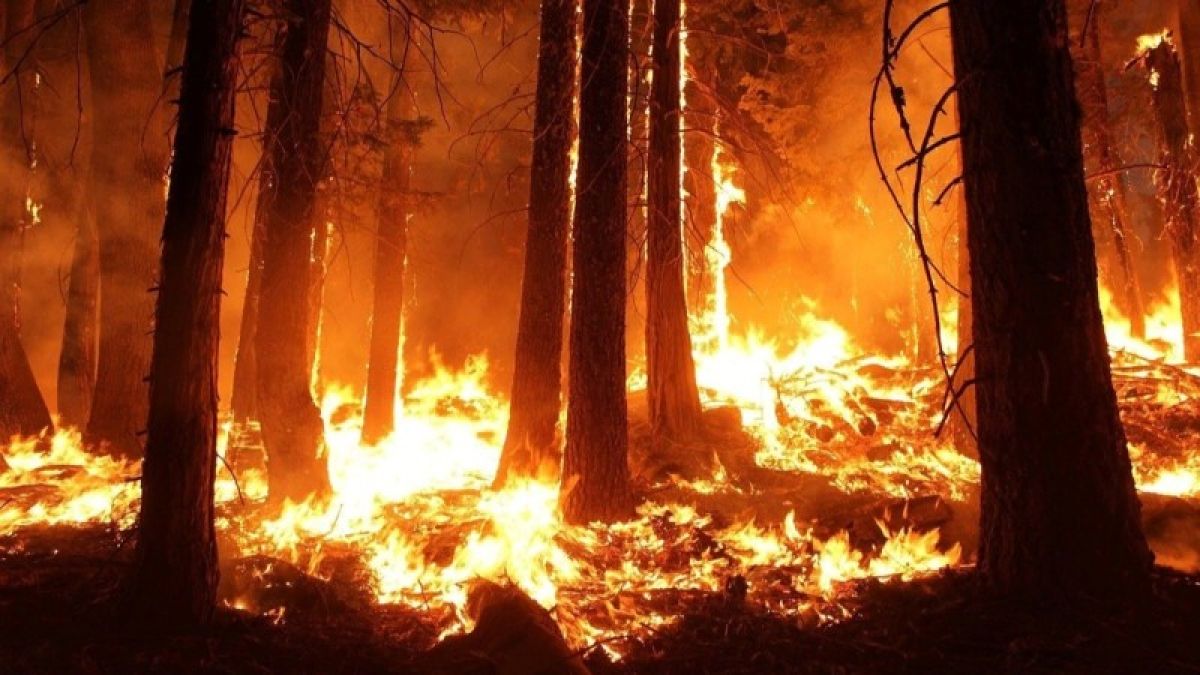 В 14 районах Алтайского края горел лес за прошедшие выходные
