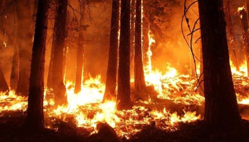 В 14 районах Алтайского края горел лес за прошедшие выходные