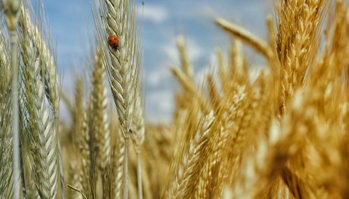 Зернопереработчик Гачман рассказал о последствиях эмбарго на экспорт пшеницы