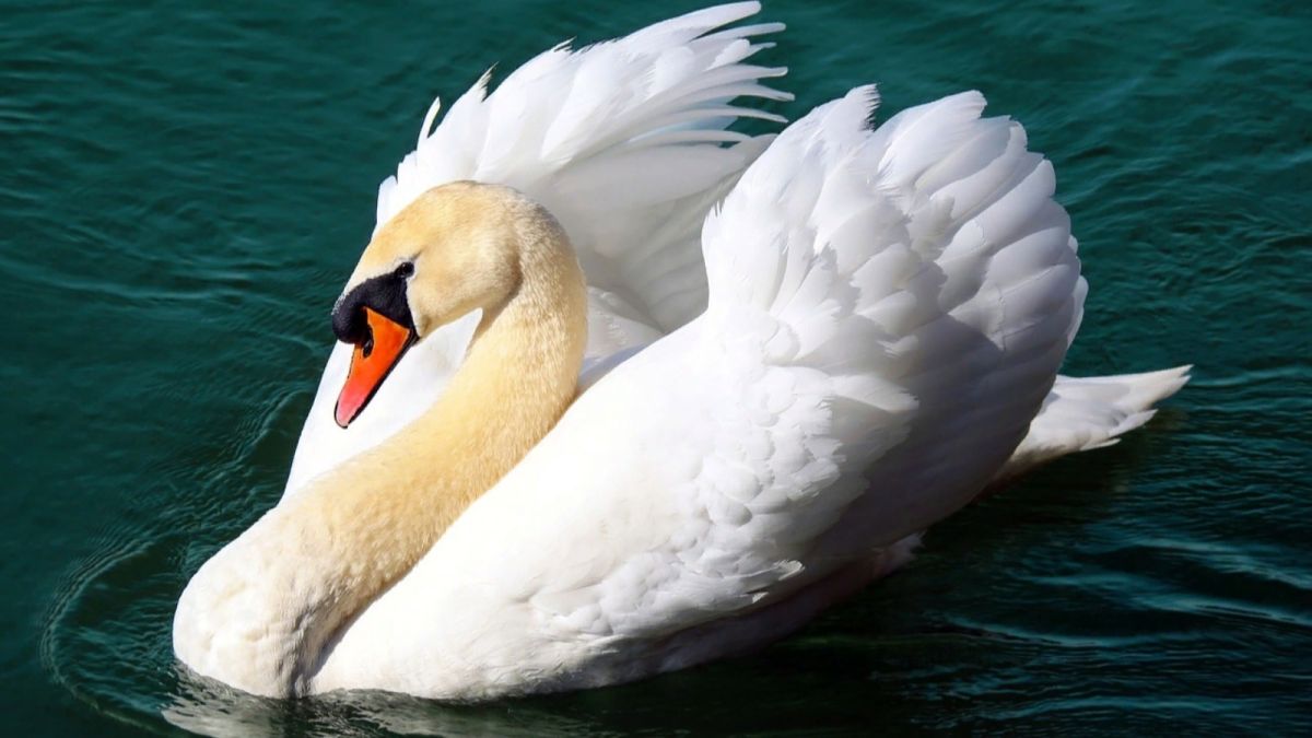 Запутался в сети: на алтайском водоеме спасли краснокнижного лебедя
