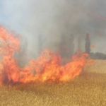 Почти миллион рублей штрафов должны заплатить поджигатели травы в Алтайском крае
