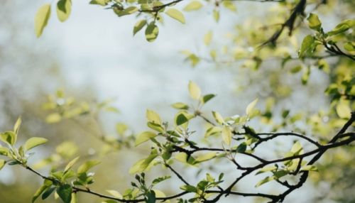 До +27: синоптики рассказали о погоде в Алтайском крае 3 мая