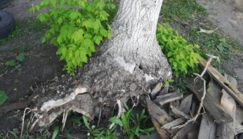 Может упасть: во дворе Барнаула опасно наклонилось старое дерево