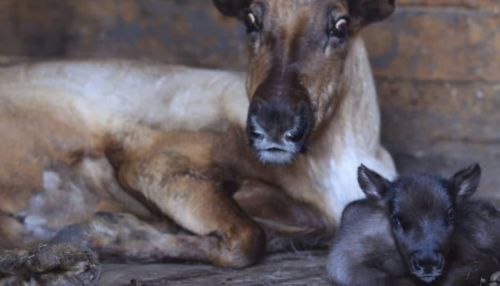 Прелесть какая: зоопарк Барнаула показал детеныша северного оленя