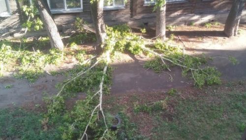 Дерево упало на мать с дочкой: на Алтае разгребают последствия разгула стихии