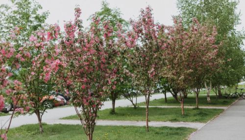 Майский Барнаул утопает в цвету: яркие краски города в объективе ТОЛКа