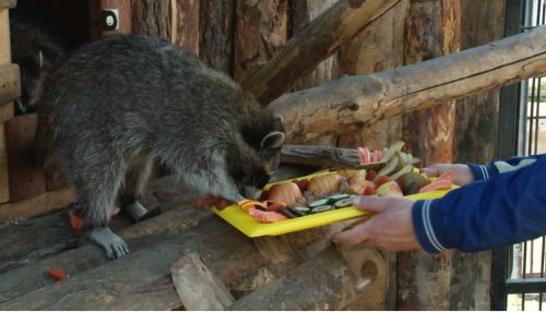 Сложный период: барнаульцы начали помогать зоопарку Лесная сказка едой