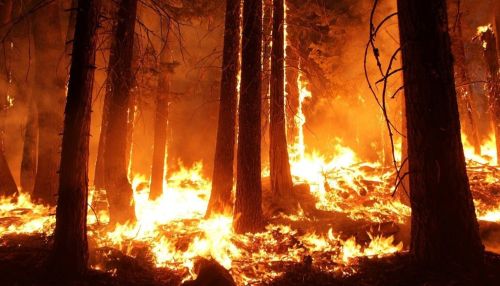 87 пожаров и 22 штрафа за сутки: горячий сезон начался у пожарных в крае