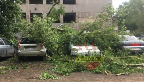 В Рубцовске ураганный ветер повалил деревья на машины