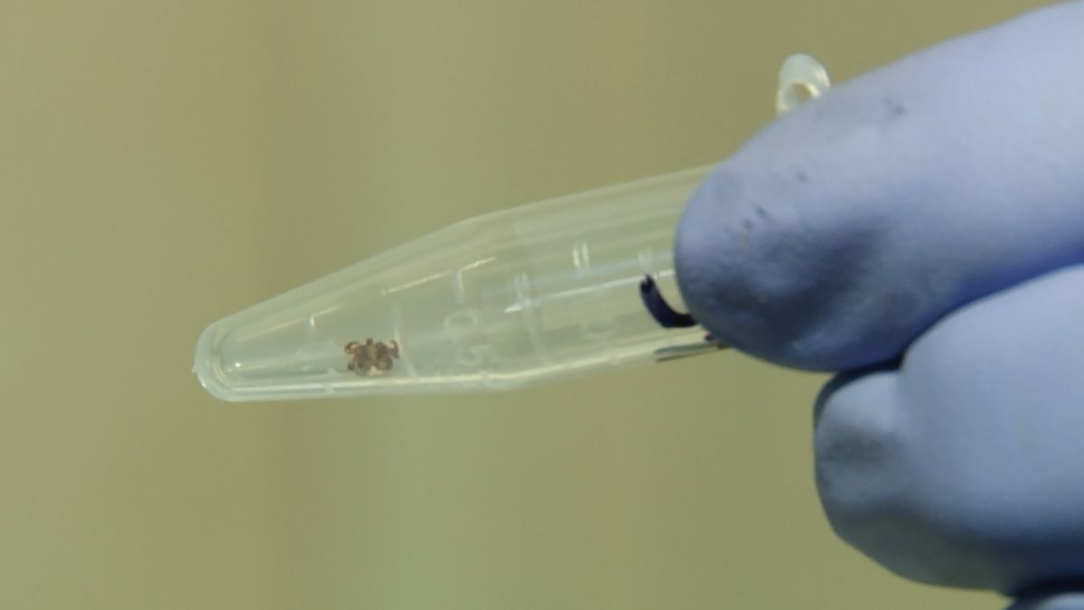 Активность растет. Как и где можно получить помощь при укусе клеща