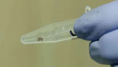 В Алтайском крае стартовал сезон активности клещей