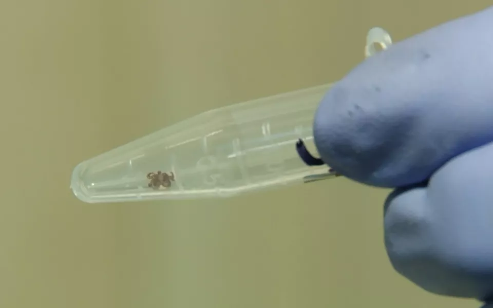 В Алтайском крае стартовал сезон активности клещей