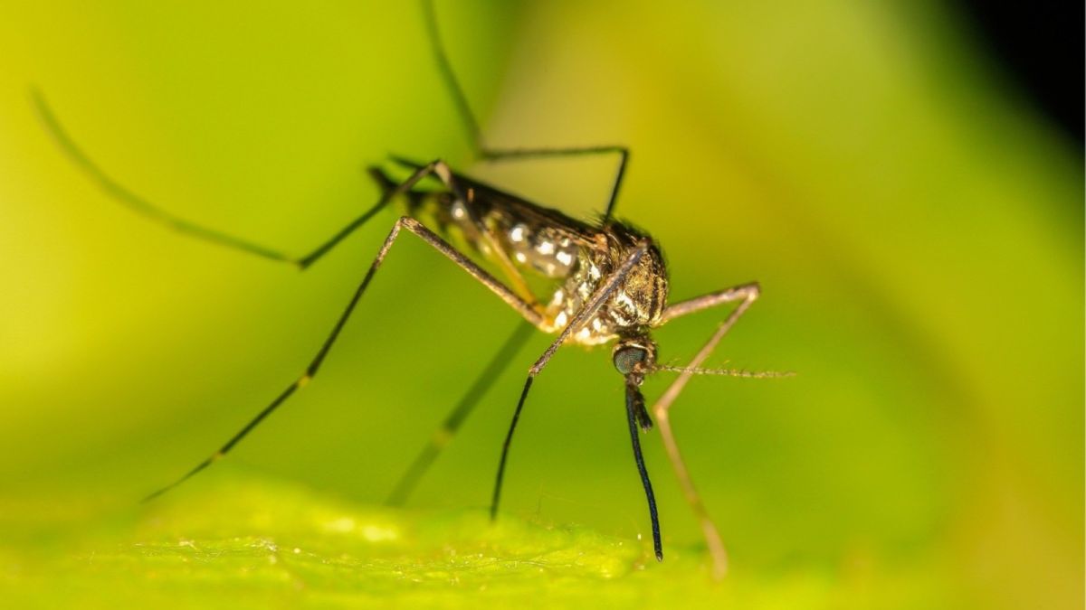 Как избавиться от комаров дома или на даче дешевыми народными средствами