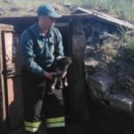 В Камне-на-Оби сотрудники МЧС спасли провалившихся в погреб щенят