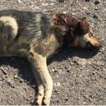 В Барнауле бездомный пёс выжил после огнестрельного ранения и ищет хозяина