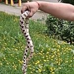 Кто потерял змею?: на Потоке в Барнауле нашли рептилию