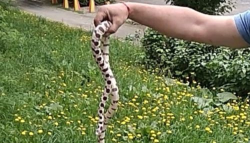 Кто потерял змею?: на Потоке в Барнауле нашли рептилию
