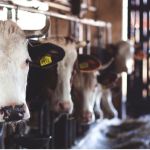 Жители алтайских сёл объявили забастовку из-за низких закупочных цен на молоко