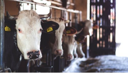 Жители алтайских сёл объявили забастовку из-за низких закупочных цен на молоко