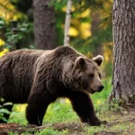 В Приморье медведь растерзал сторожа, которого считали пропавшим