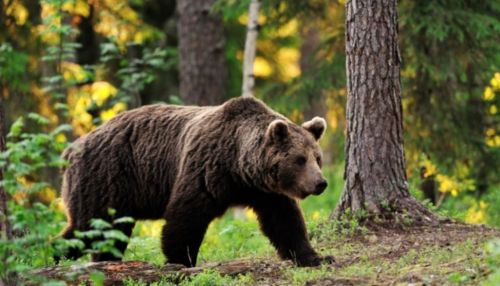 Голодный медведь набросился на мужчину в центре Ярославля