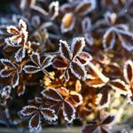 Возможны заморозки: стало известно, когда снова похолодает на Алтае