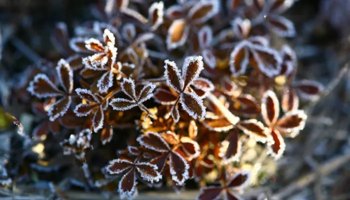 По Алтайскому краю ударят заморозки до -3 градусов