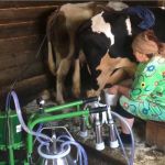 Забастовка продолжается: в алтайских селах не отдают молоко за бесценок