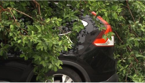 В центре Барнаула дерево упало на припаркованные машины