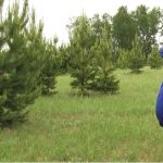 Житель Шелаболихинского района высадил около 10 тысяч деревьев