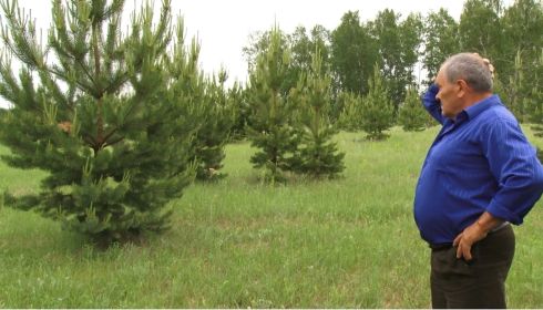Житель Шелаболихинского района высадил около 10 тысяч деревьев
