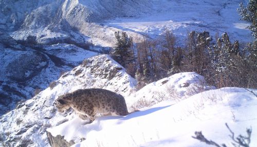 В горах Алтая подсчитали снежного барса - краснокнижного ирбиса