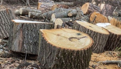 Почему власти запретили арендатору рубить лес под Барнаулом