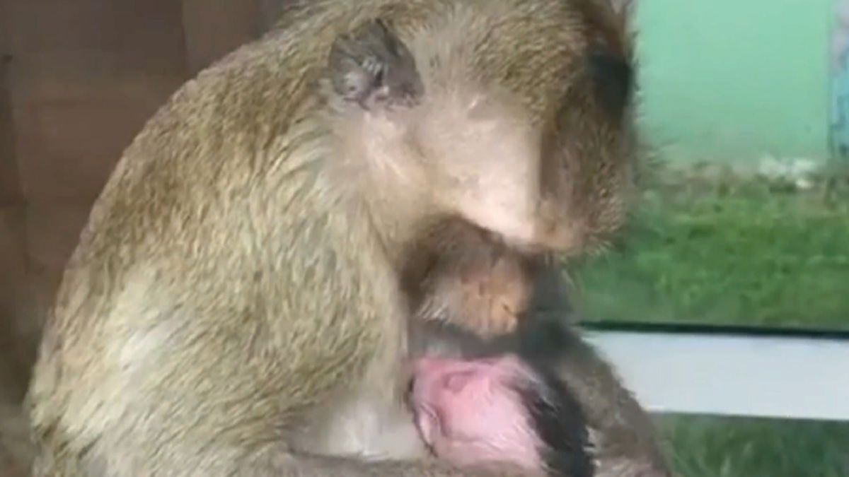 Зоопополнение: яванская обезьянка появилась на свет в барнаульском зоопарке