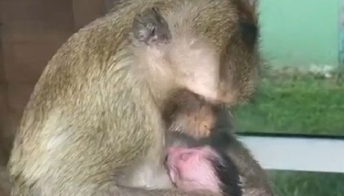 Зоопополнение: яванская обезьянка появилась на свет в барнаульском зоопарке
