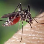 В Барнауле готовы потратить на борьбу с комарами почти 800 тысяч рублей