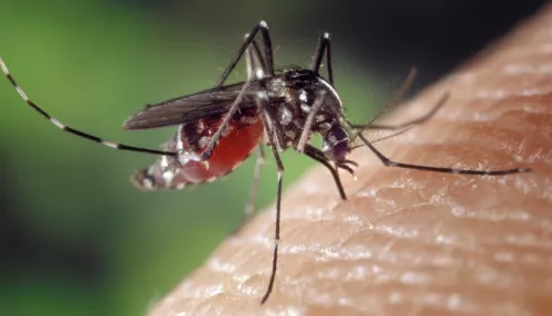 Жители Алтайского края делятся своими способами защиты от комаров