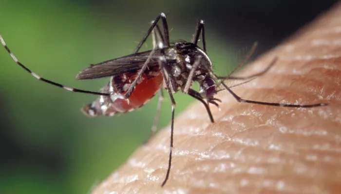 В Бийске на беду комарам увеличилась популяция стрижей
