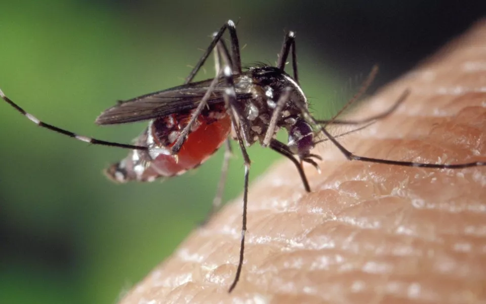 В Барнауле готовы потратить на борьбу с комарами почти 800 тысяч рублей