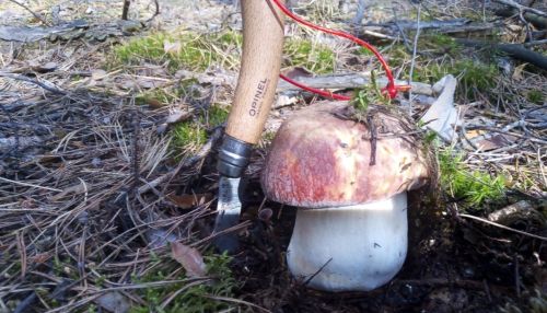 В алтайских лесах раньше срока пошли грибы из-за теплой погоды