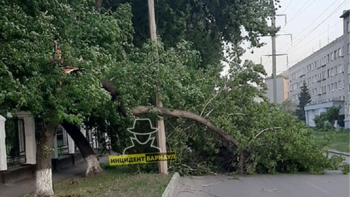 Падали деревья, рвались провода: последствия сильного ветра устранили в Барнауле