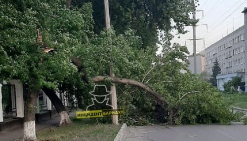 Падали деревья, рвались провода: последствия сильного ветра устранили в Барнауле