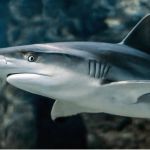 В Испании сняли на видео акулу, кружащую рядом с пловцом