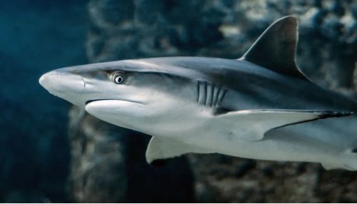 В Испании сняли на видео акулу, кружащую рядом с пловцом