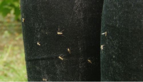 Нашествие: чем опасны укусы комаров и когда их активность на Алтае снизится