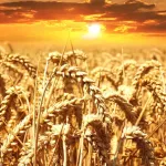 Каким будет урожай и как предсказать погоду на лето: приметы на 3 мая