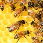 Приложение за миллион рублей для алтайских пчеловодов запустят с 1 июня