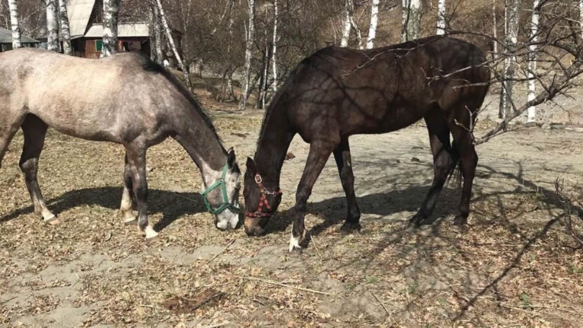 Лошадей - на мясо: организатор конных прогулок на Алтае взывает к властям