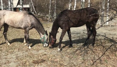 Лошадей - на мясо: организатор конных прогулок на Алтае взывает к властям
