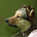 В Барнауле ветеринары спасли собаку от гибели и просят помочь с вольером